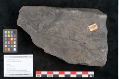 Foto (Objekt + Etikett) von Alethopteris aquilina Brongniart (NHMW-GEO-2024-0188-11259)